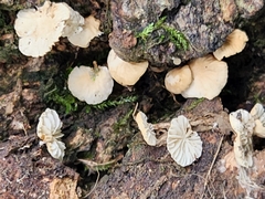 Marasmius falcatipes