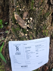 Marasmius falcatipes