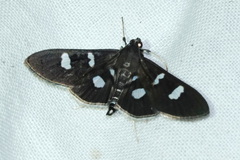 Desmia octomaculalis