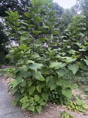 Catalpa