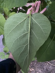 Catalpa