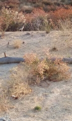 Geococcyx californianus