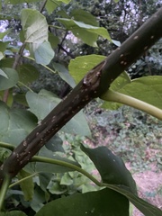Catalpa