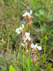 Xyris caroliniana