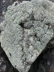 Lecanora argopholis