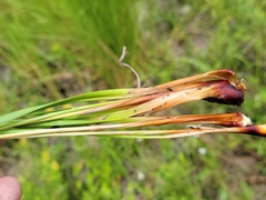 Xyris caroliniana