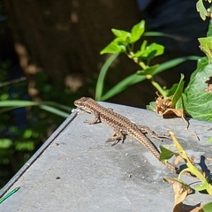 Podarcis muralis