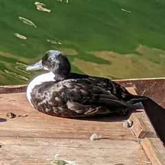 Anas platyrhynchos domesticus