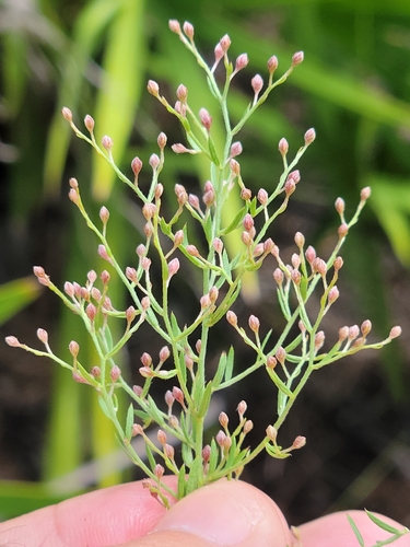 Image of Lechea torreyi by (c) Jay Horn, some rights reserved (CC BY)