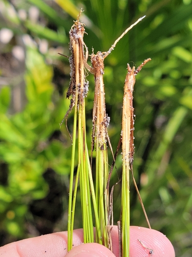 Image of Rhynchospora plumosa by (c) Jay Horn, some rights reserved (CC BY)