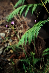 Lobelia holstii