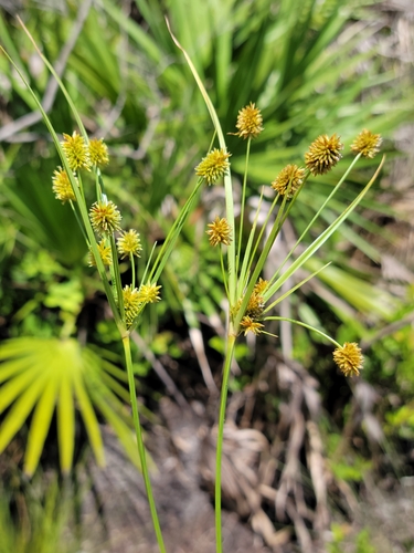 Image of Cyperus nashii by (c) Jay Horn, some rights reserved (CC BY)