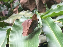 Dophla evelina compta