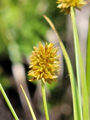 Cyperus nashii