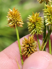 Cyperus nashii