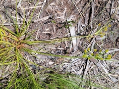 Cyperus nashii