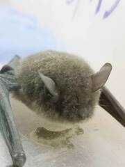 Myotis velifer