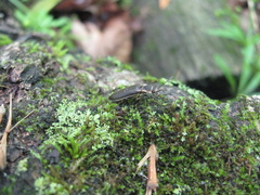 Denticollis denticornis