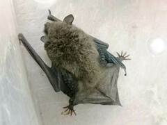 Myotis velifer