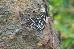 Hestina assimilis formosana