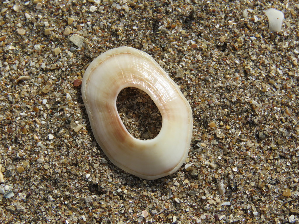 Fissurellidea megatrema