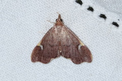 Deuterophysa asychanalis