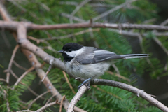 Poecile atricapillus image