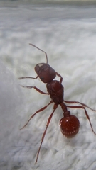 Pogonomyrmex salinus