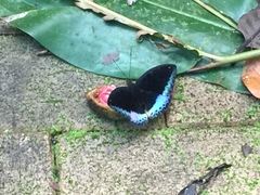Lexias dirtea merguia