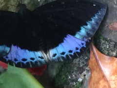 Lexias dirtea merguia