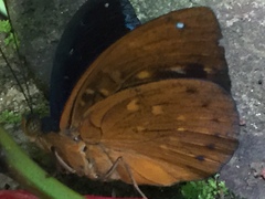 Lexias dirtea merguia
