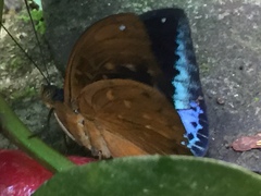 Lexias dirtea merguia