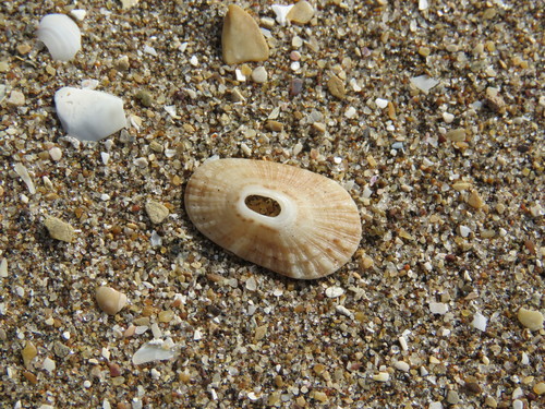 Lucapinella henseli