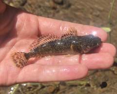 Cottus hubbsi