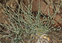 Eriogonum panamintense