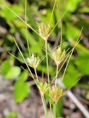 Bulbostylis stenophylla