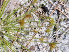 Bulbostylis stenophylla