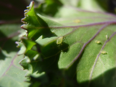 Aphididae