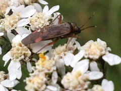 Adelphocoris rapidus
