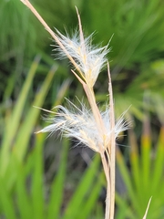 Andropogon longiberbis