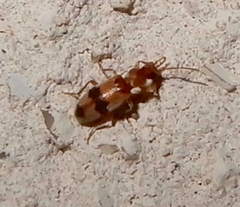 Notoxus calcaratus