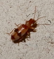 Notoxus calcaratus