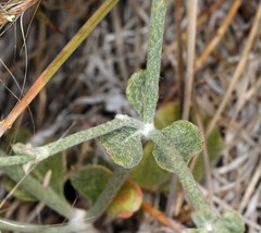 Eriogonum panamintense