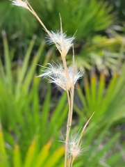 Andropogon longiberbis