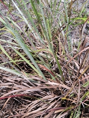 Andropogon longiberbis