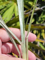 Andropogon longiberbis