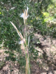 Andropogon longiberbis