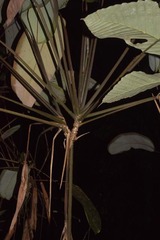 Ischnosiphon obliquus