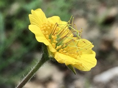 Geum sylvaticum