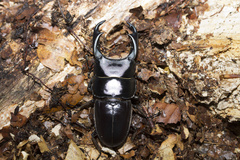 Dorcus